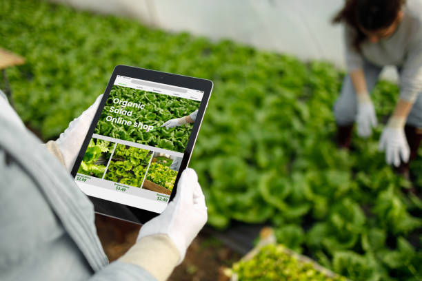 طراحی رابط کاربری وبسایت فروشگاهی محصولات کشاورزی