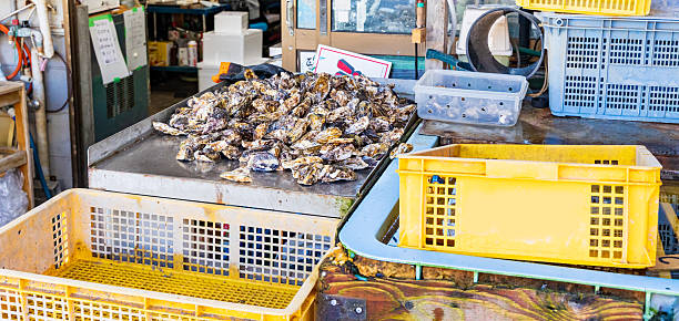 سیستم فروش مستقیم ماهی با طراحی وبسایت حرفه ای