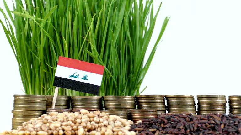 تجارت با عراق، طراحی پورتال ترخیص کالا و خدمات سئو دوزبانه پینو سایت برای شرکتهای بازرگانی