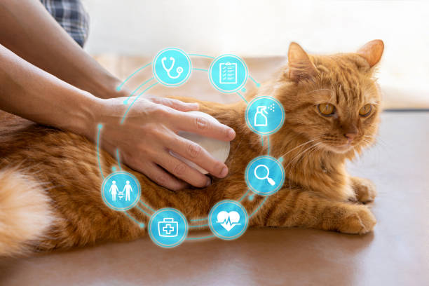 مدیریت هوشمند سلامت حیوانات خانگی از طریق طراحی سایت حرفهای