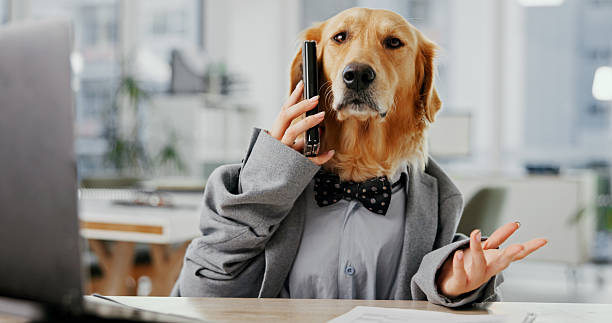 قیمت طراحی وبسایت برای کلینیک دامپزشکی