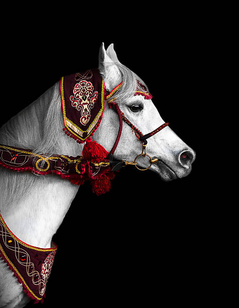 برندینگ دیجیتال اسب اصیل ترکمن با طراحی سایت حرفه ای