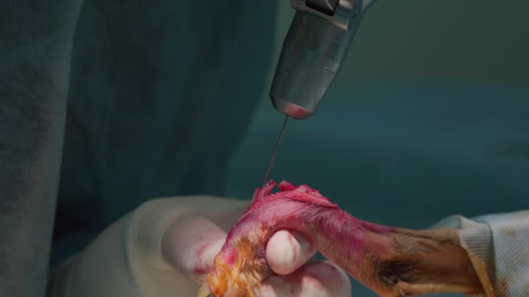 بهینه سازی فرآیندهای کلینیک دامپزشکی در گرگان