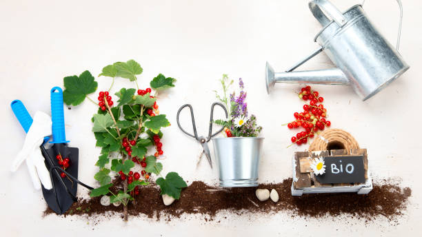 ابزارهای باغبانی و گیاهان تازه برای استراتژی محتوای فروشگاه آنلاین