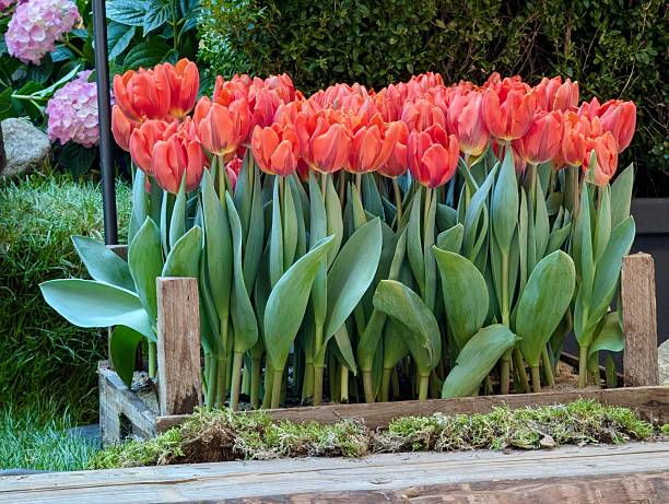 فروش محصولات کشاورزی و گل در وبسایت فروشگاهی طراحی شده در ایران