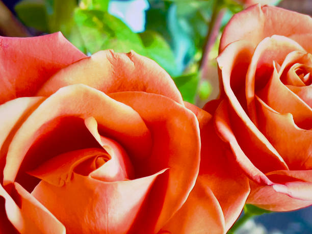 فروش آنلاین گل رز از طریق سایت فروشگاهی طراحی شده توسط پینو سایت