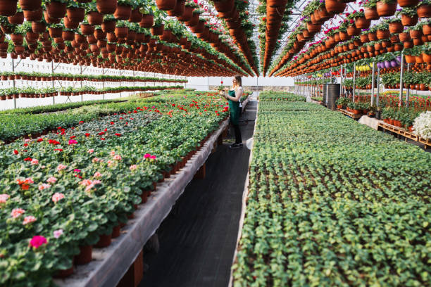 نمای داخلی یک گلخانه مدرن آماده برای فروش اینترنتی محصولات