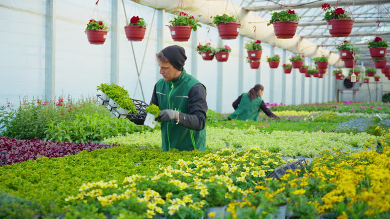 کارگر گلخانه در حال کار، نماد افزایش فروش محصولات گلخانهای با تکنولوژی کشاورزی 2025