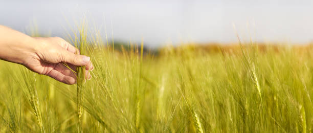 برندینگ دیجیتال برای باغداران و تولیدکنندگان مرکبات در مازندران