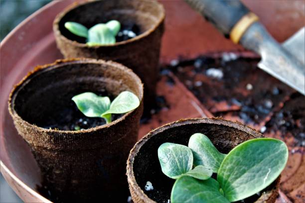 فروش مستقیم بذر و نهال D2C به کشاورزان با وبسایت پینو سایت