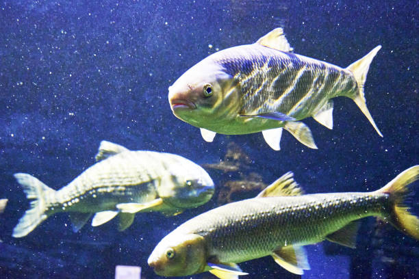 فروش مستقیم ماهی زینتی و بستهبندی برای ارسال