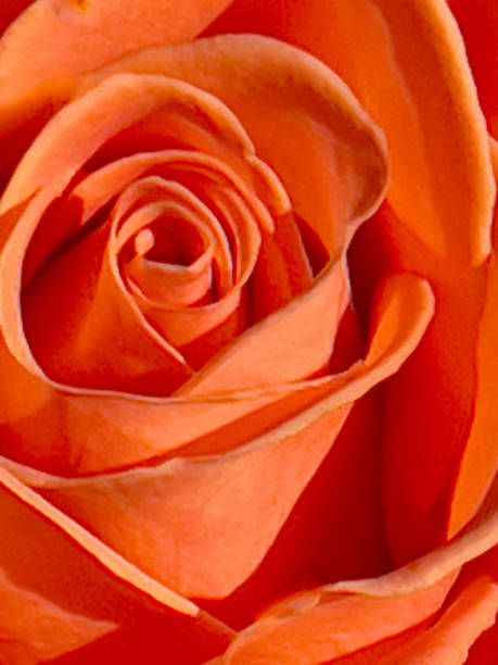 نمایش نمونه کار عکاسی آنلاین با جزئیات و کیفیت بالا در وبسایت آتلیه