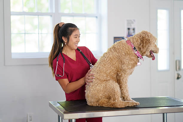 برندینگ دیجیتال برای کلینیک دامپزشکی و افزایش اعتماد صاحبان حیوانات خانگی