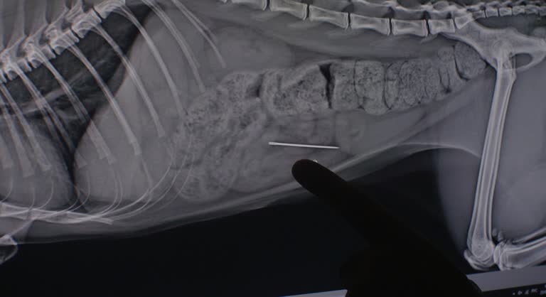 بازاریابی دیجیتال دامپزشکی با محتوای تخصصی