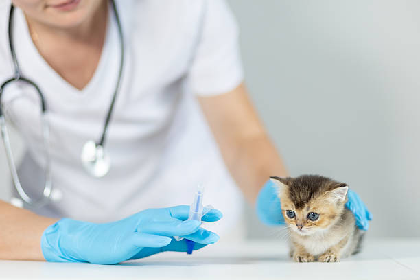 بازاریابی شخصی سازی شده برای مدیریت سلامت حیوانات خانگی