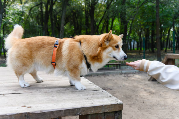 مشاوره رایگان طراحی وبسایت و پلتفرم آموزشی پینو سایت در قزوین