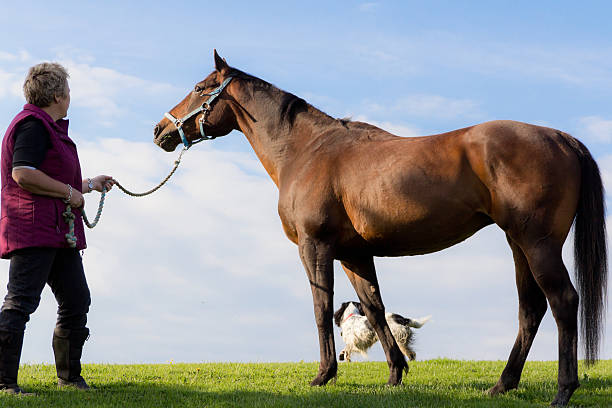 استراتژی سئو و بازاریابی آنلاین برای پرورش اسب
