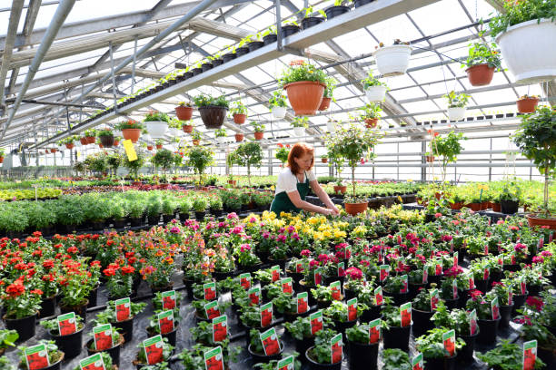 تدوین استراتژی محتوای جذاب کشاورزی برای کسبوکارهای گلخانهای