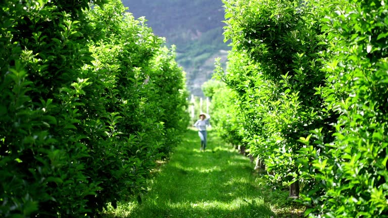 جذب آنلاین باغداران بزرگ در ارومیه با طراحی پورتال B2B و سئو پینو سایت