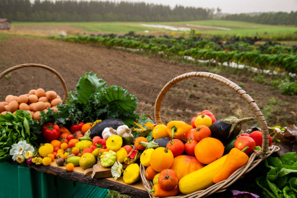 فروش آنلاین محصولات کشاورزی تازه و ارگانیک از مزرعه به خانه