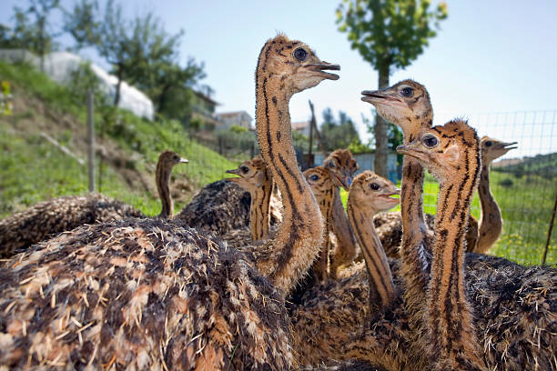 فروش مستقیم شترمرغ ارگانیک از طریق طراحی سایت D2C در یزد