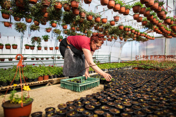 فروشنده گلخانه در حال بررسی محصولات با استفاده از روشهای مدرن بازاریابی کشاورزی