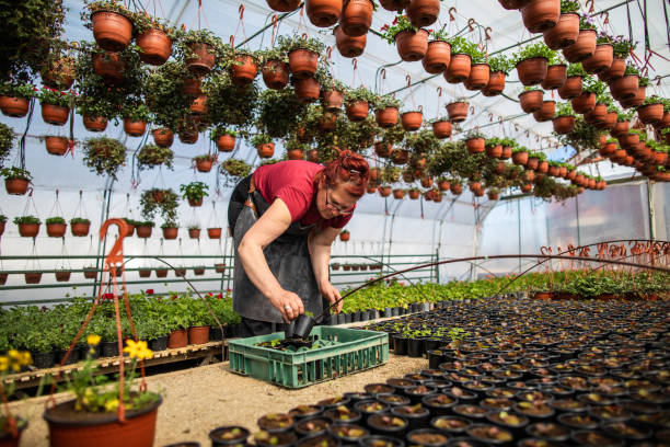 موفقیت کسبوکارهای گلخانهای با استراتژی ویدئو مارکتینگ