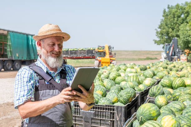 کشاورزی در حال برداشت هندوانه، نمادی از محصولات کشاورزی تازه و با کیفیت که از طریق سایت D2C به دست مشتری میرسند