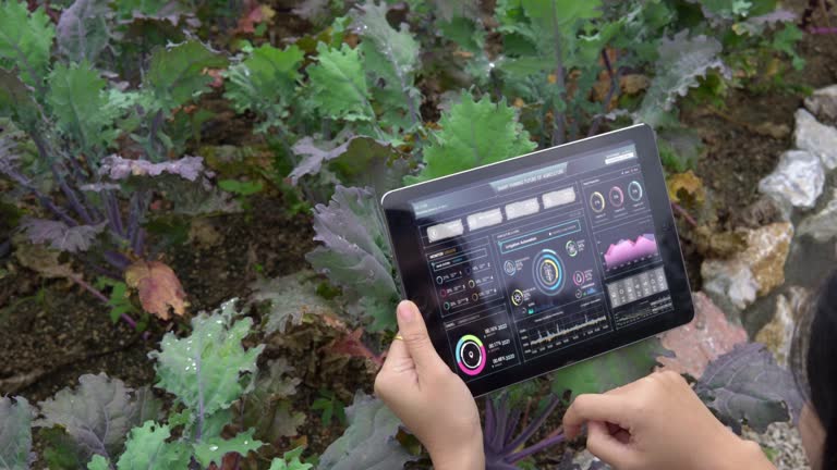 کشاورز در حال استفاده از تبلت برای مدیریت هوشمند مزارع گلستان با نرم افزار کشاورزی هوشمند