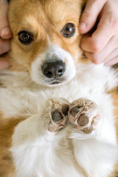 سئو کلینیک حیوانات خانگی برای جذب مشتریان محلی