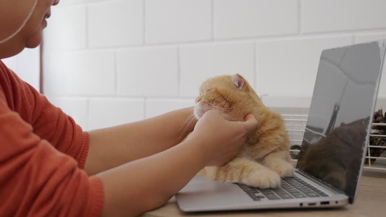 تجربه کاربری طراحی وبسایت در ایران