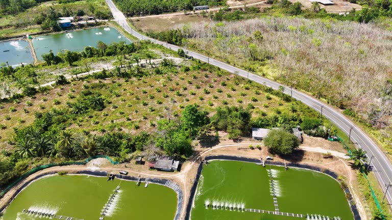 نمای هوایی مزرعه پرورش میگو - طراحی وبسایت، بازار جهانی محصولات دریایی، صادرات ماهی