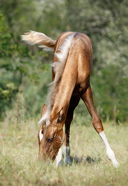 شکوه اسب ترکمن در ویترین جهانی: استراتژی برندینگ دیجیتال و طراحی سایت برای پرورشدهندگان اسب اصیل در بجنورد - کره اسب ترکمن در دشت