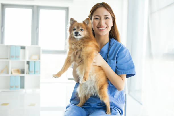 اعتمادسازی دیجیتال در دشت گلستان برای کلینیکهای دامپزشکی گرگان - دامپزشک آسیایی در حال معاینه سگ پامرانیان