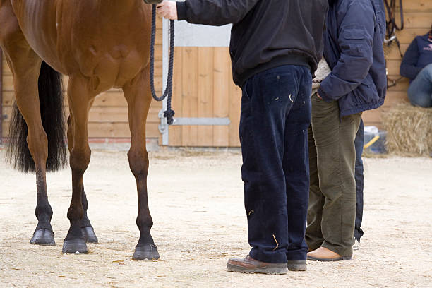 صحنه ای از مزایده اسب - مقایسه روشهای بازاریابی نژاد اسب