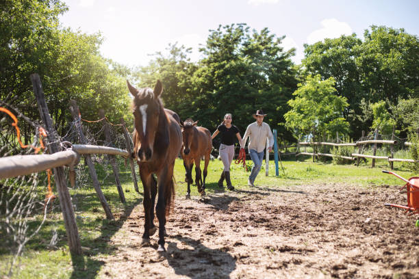 نقش حیاتی پشتیبانی سایت و سئو ویدئویی برای برندینگ دیجیتال پرورشدهندگان اسب در بجنورد | پرورشدهندگان اسب در حال گذراندن زمان با گله خود