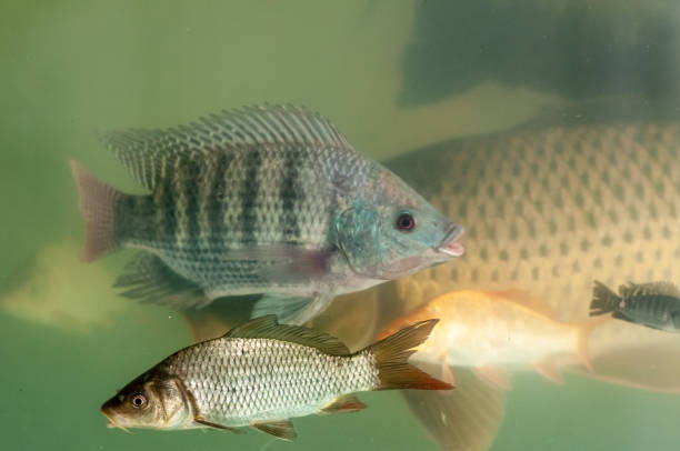 اینترنت اشیا در شیلات و وبسایت فروشگاهی برای برندینگ دیجیتال مزارع پرورش ماهی