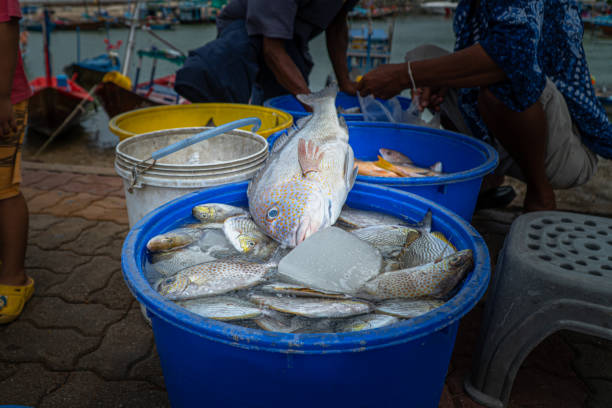 فروش مستقیم ماهی تازه از طریق وبسایت فروشگاهی