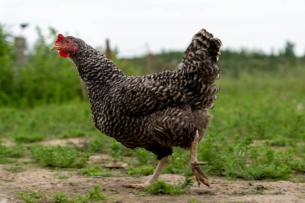 مرغ محلی در مرتع آزاد - تضمین کیفیت دامداری صنعتی، برندینگ دامداری نوین