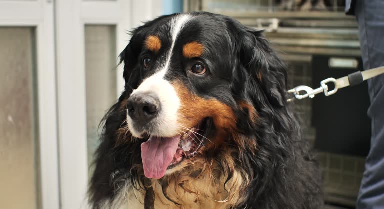 سگ برنس ماونتین در کلینیک دامپزشکی - وفادارسازی مشتری کلینیک دامپزشکی، مدیریت ارتباط با مشتری AI