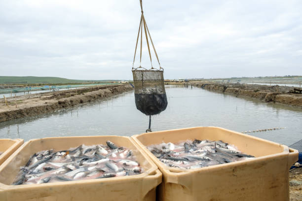 فروش مستقیم آنلاین ماهی از مزارع پرورش ماهی انزلی