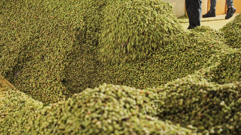 مدیریت هوشمند صادرات طلای سبز و سئو بینالمللی پسته: انبار محصولات کشاورزی