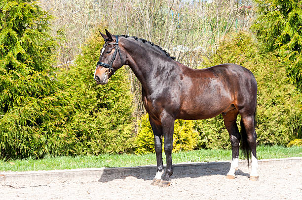 فروش مستقیم اسب اصیل ترکمن با طراحی سایت D2C و گواهی NFT