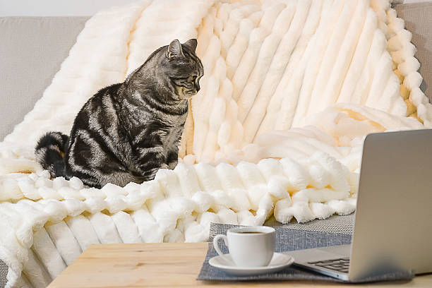 گربه بریتانیایی نشسته روی کاناپه روبروی لپتاپ، نمادی از راحتی و امکان یادگیری آنلاین و نقش تجربه کاربری نرم افزار آموزشی