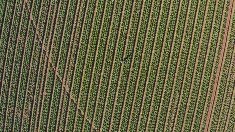 کشاورز در حال رصد سبزیجات در مزرعه با تبلت - تضمین برداشت دقیق در دشت قزوین، کشاورزی هوشمند