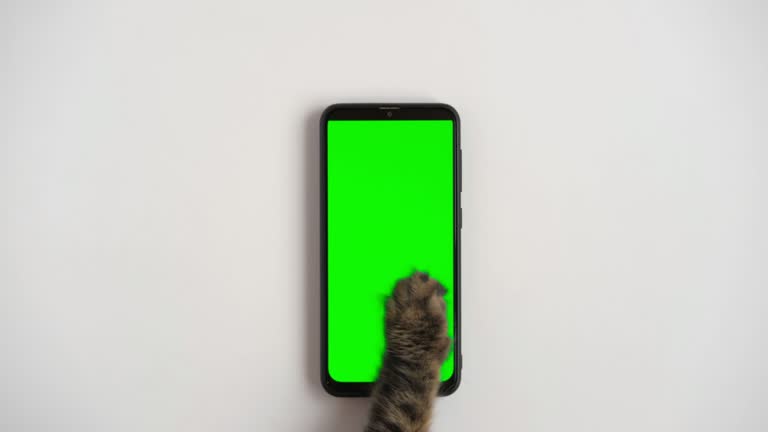 پنجه گربه روی صفحه نمایش گوشی هوشمند - کاربرد اینترنت اشیا و پشتیبانی سایت در کلینیک حیوانات خانگی لواسان