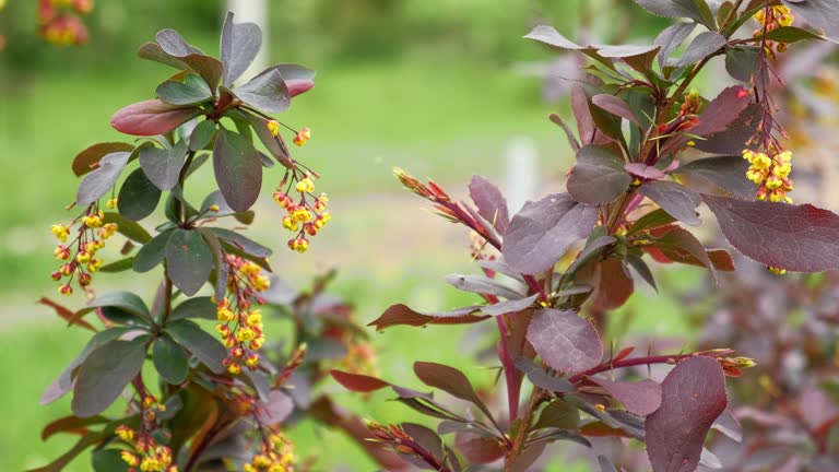 مراحل رشد زرشک، مزارع زرشک بیرجند، بلاکچین تأیید اصالت زرشک، برندینگ دیجیتال زرشک