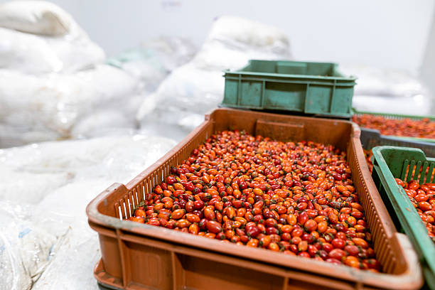 مدیریت هوشمند سفارشات جهانی از بیرجند: نقش ساخت نرم افزار CRM در موفقیت دیجیتال مارکتینگ B2B برای صادرکنندگان زرشک - زرشک باکیفیت برای صادرات