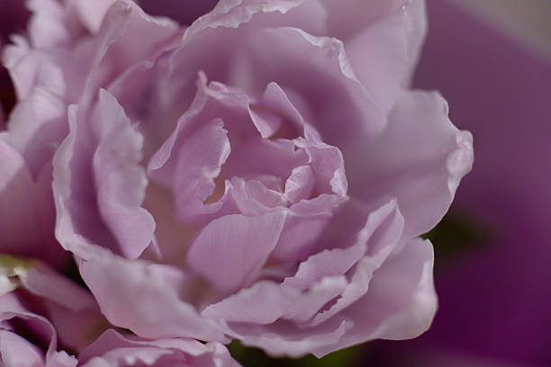 تصویر نزدیک از گل لاله و مفهوم هماهنگی، نمادی از طراحی یکپارچه نرم افزار مدیریت آموزشگاه آرایشگری و بهینهسازی تجربه کاربری آموزشگاه