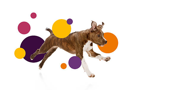 استراتژی جامع سئو ویدئویی و برندینگ دیجیتال برای استودیوهای موشن گرافیک اصفهان - طراحی وبسایت خلاقانه و جذاب برای روایتگری متحرک و بازاریابی ویدئویی